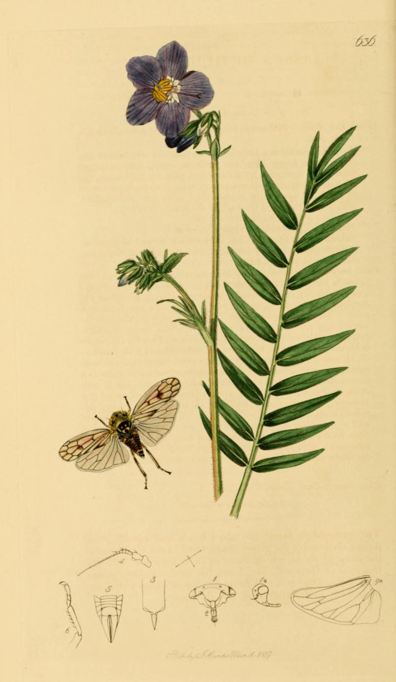 British Entomology Volume 7 (John Curtis) Plate636