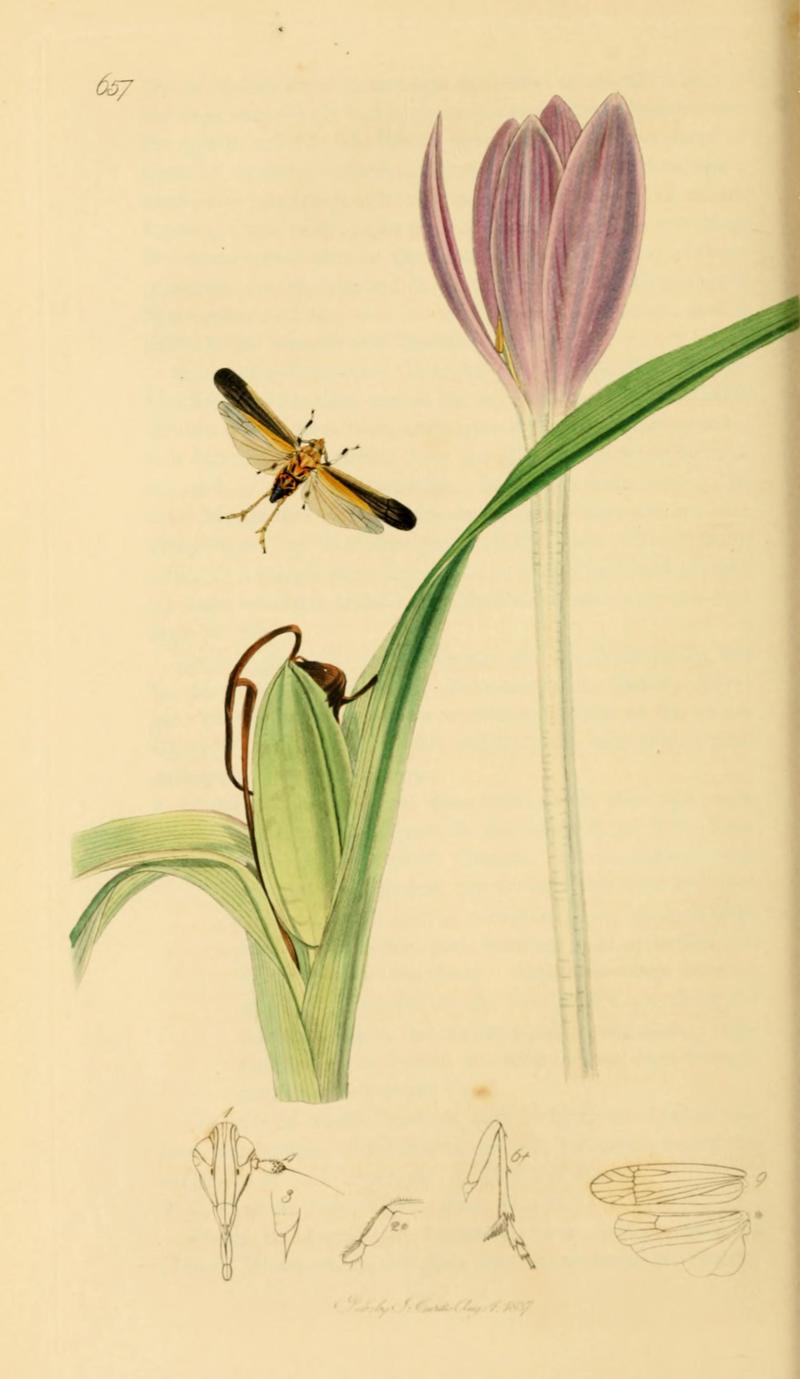 British Entomology Volume 7 (John Curtis) Plate657