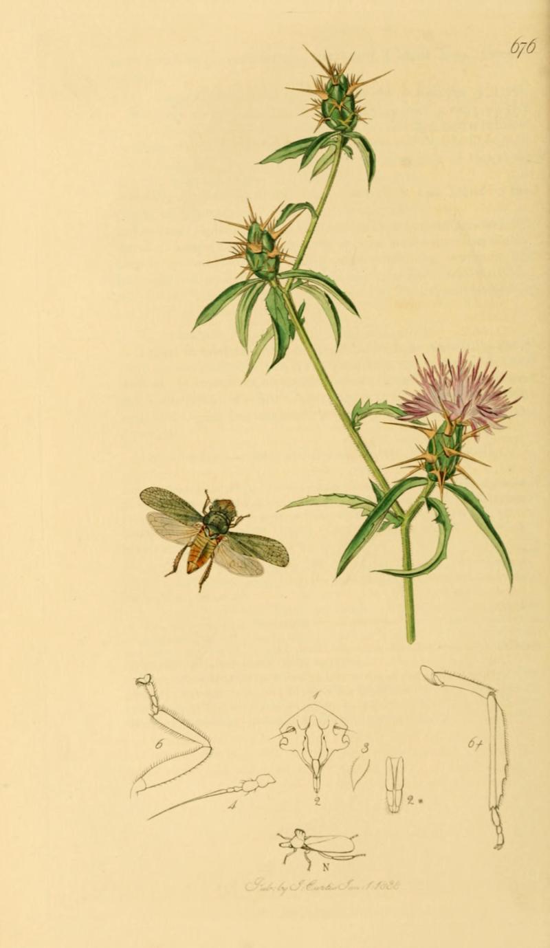 British Entomology Volume 7 (John Curtis) Plate676