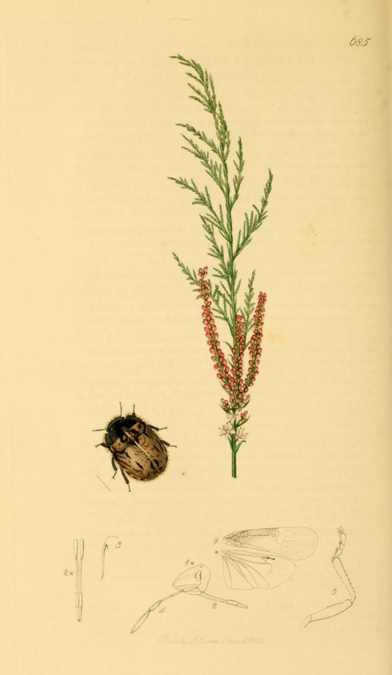 British Entomology Volume 7 (John Curtis) Plate685