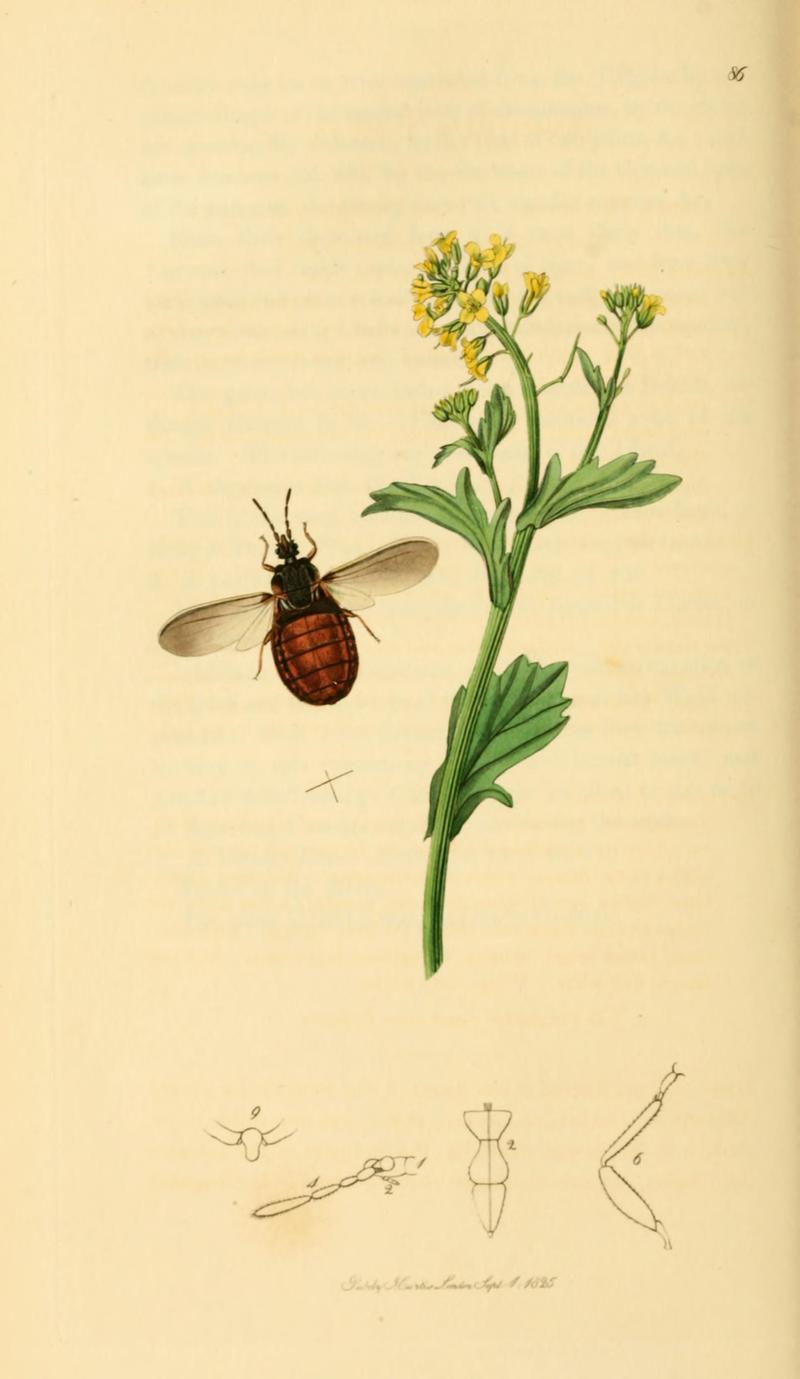 British Entomology Volume 7 (John Curtis) Plate86