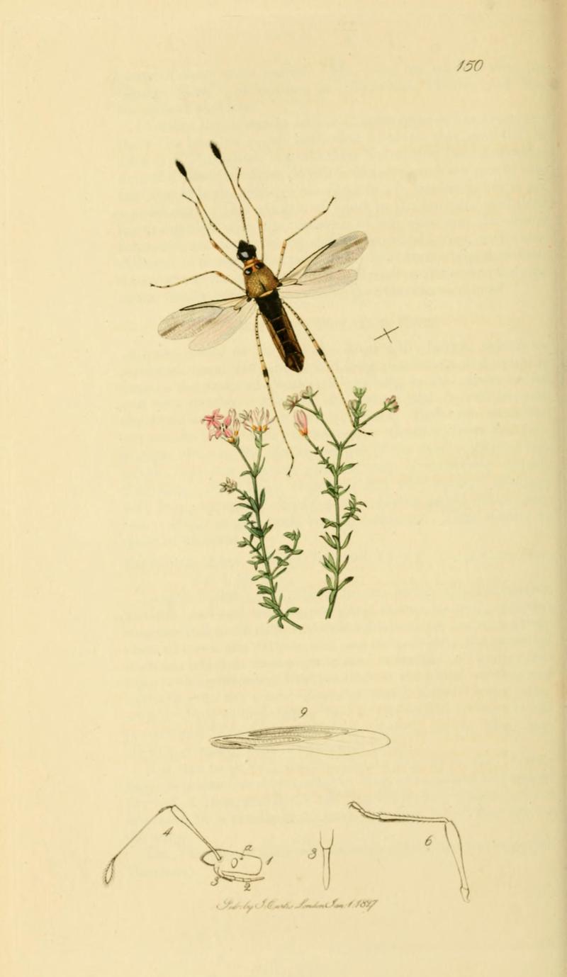 British Entomology Volume 7 (John Curtis) Plate 150