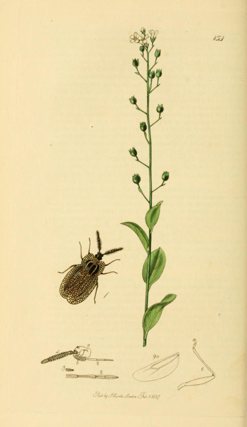 British Entomology Volume 7 (John Curtis) Plate 154