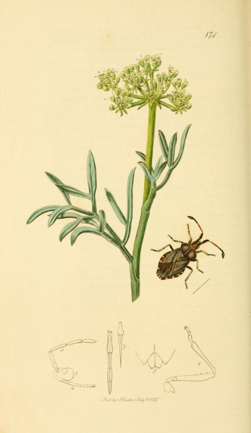 British Entomology Volume 7 (John Curtis) Plate 174