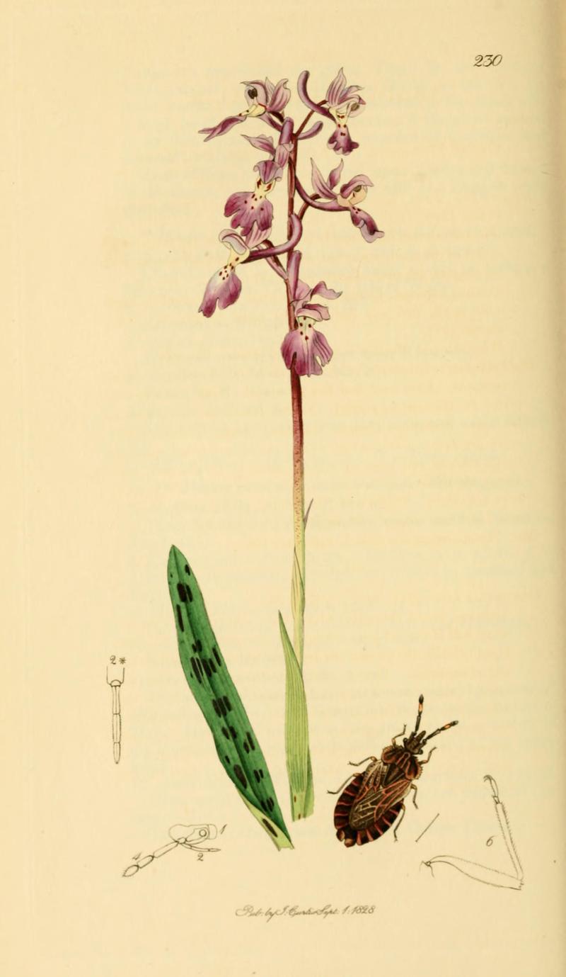 British Entomology Volume 7 (John Curtis) Plate 230