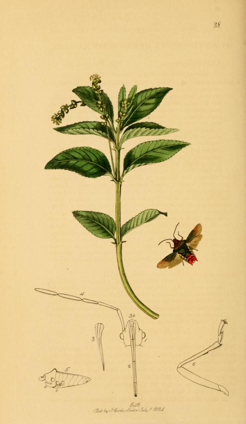 British Entomology Volume 7 (John Curtis) Plate 28