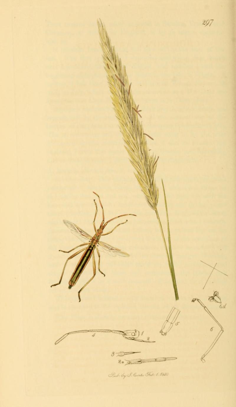 British Entomology Volume 7 (John Curtis) Plate 297