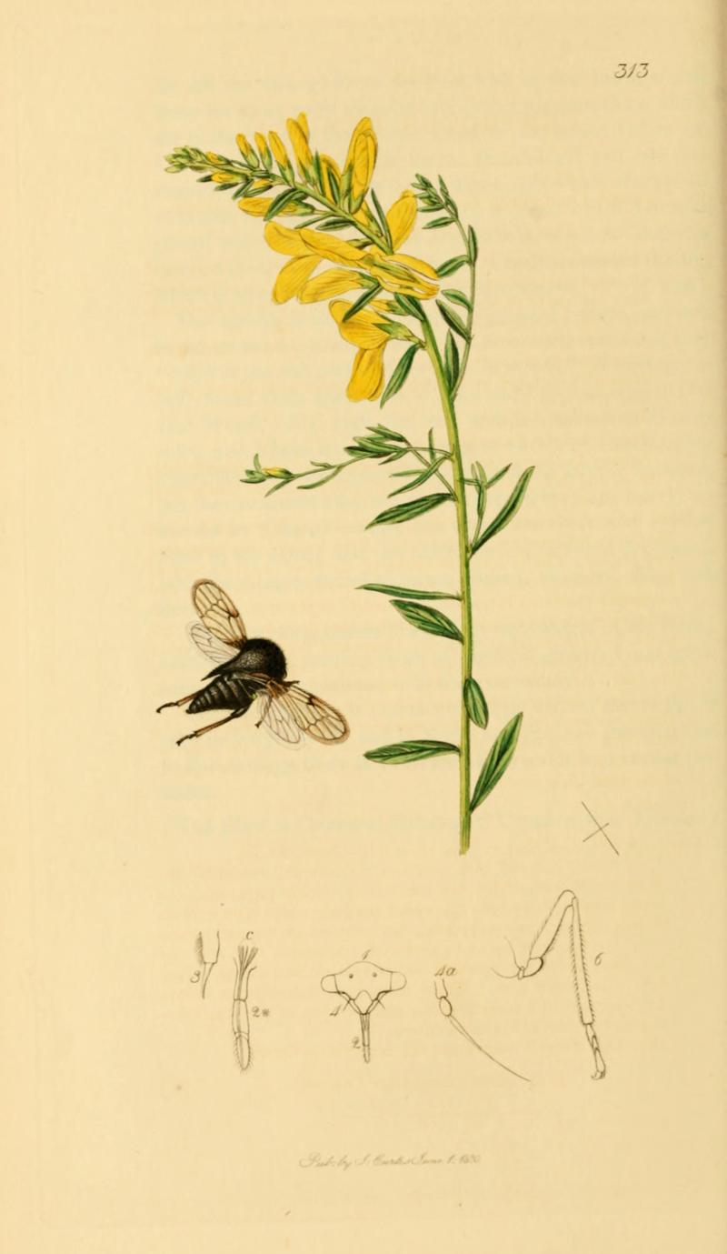 British Entomology Volume 7 (John Curtis) Plate 313