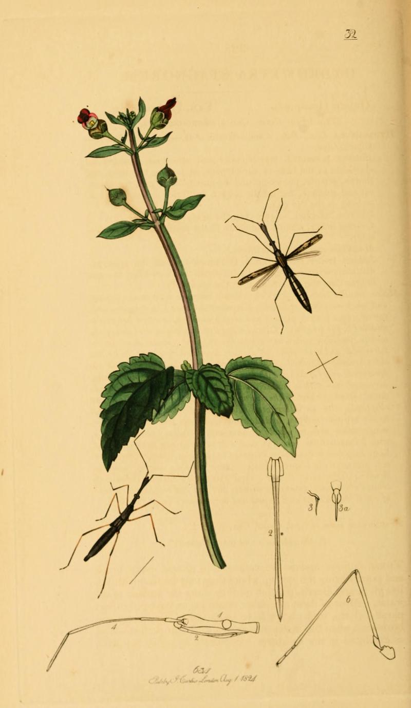 British Entomology Volume 7 (John Curtis) Plate 32