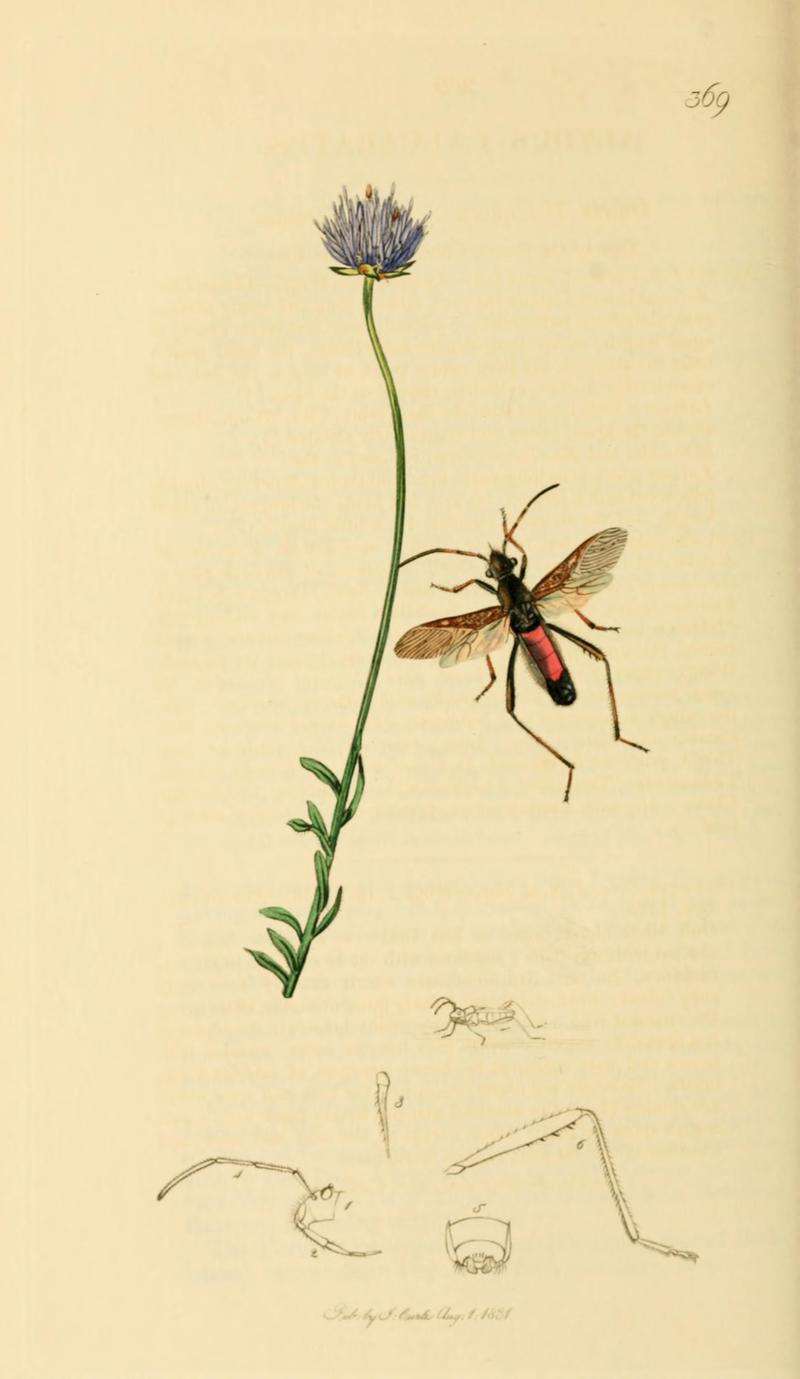 British Entomology Volume 7 (John Curtis) Plate 369