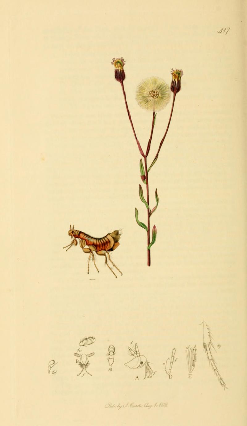 British Entomology Volume 7 (John Curtis) Plate 417