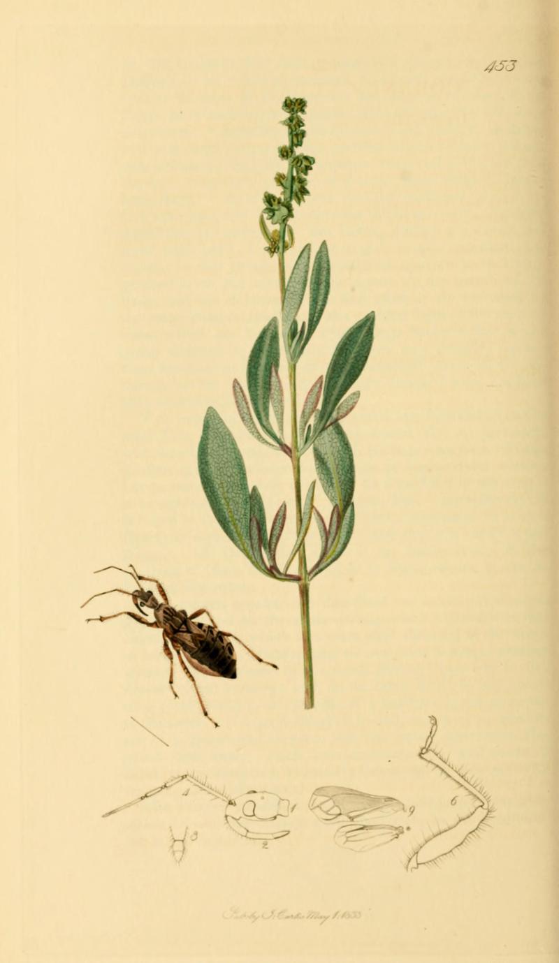 British Entomology Volume 7 (John Curtis) Plate 453