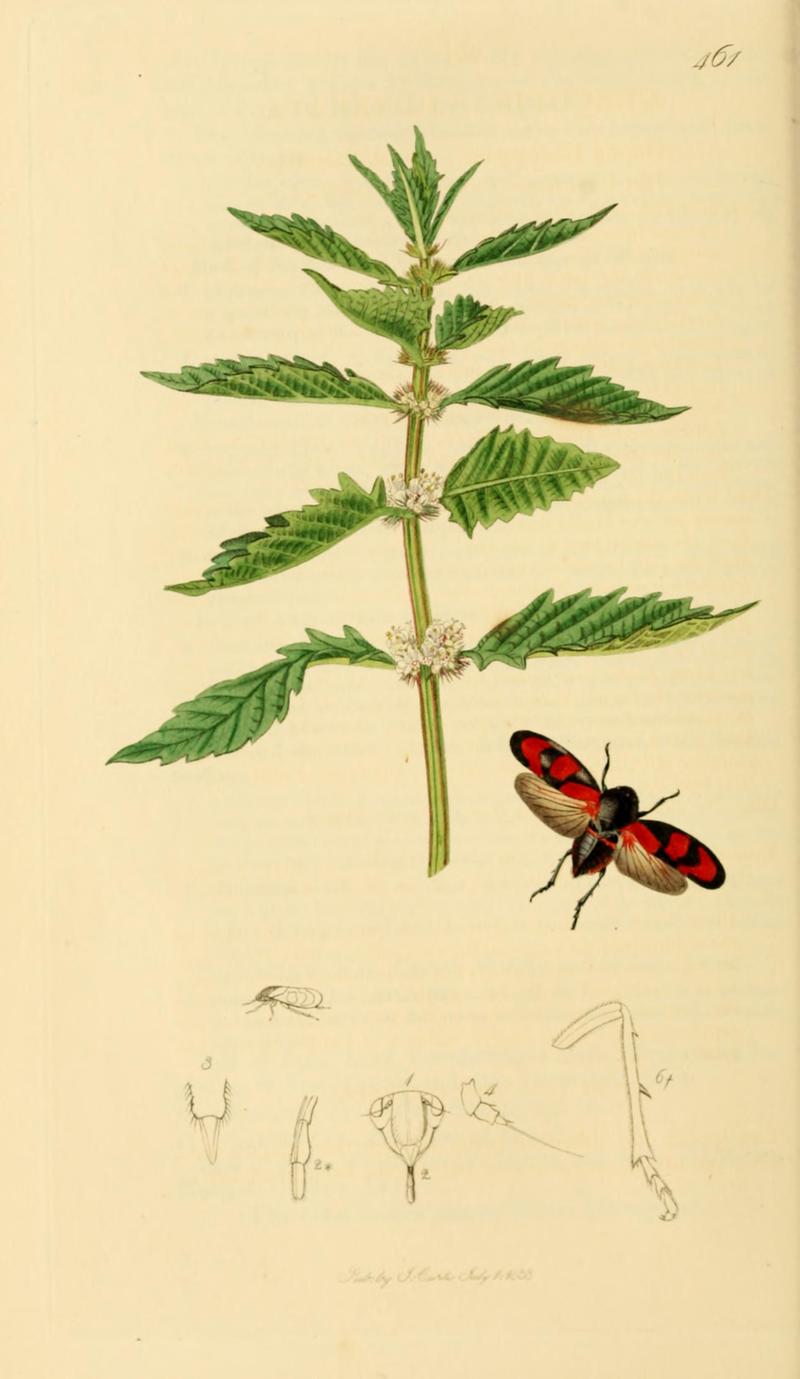 British Entomology Volume 7 (John Curtis) Plate 461