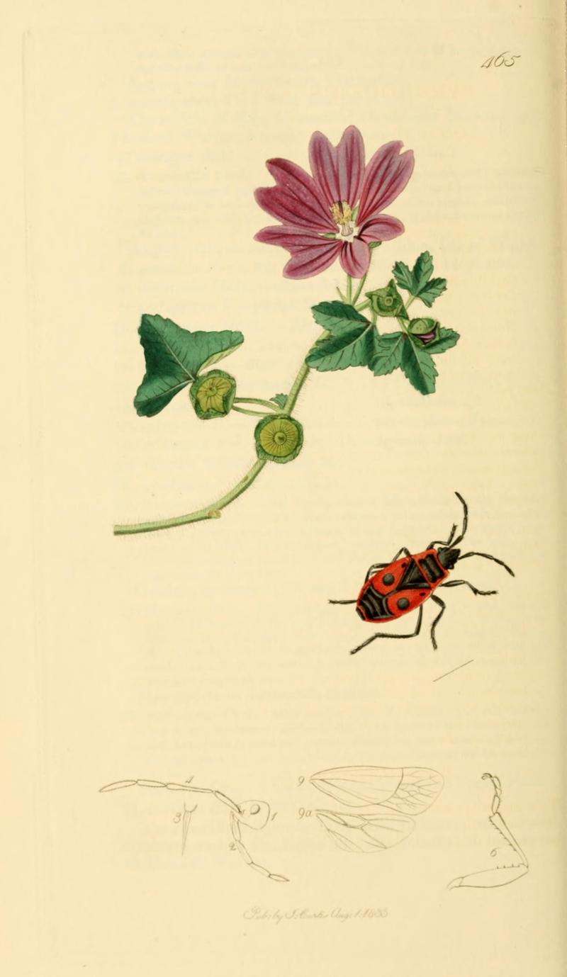 British Entomology Volume 7 (John Curtis) Plate 465