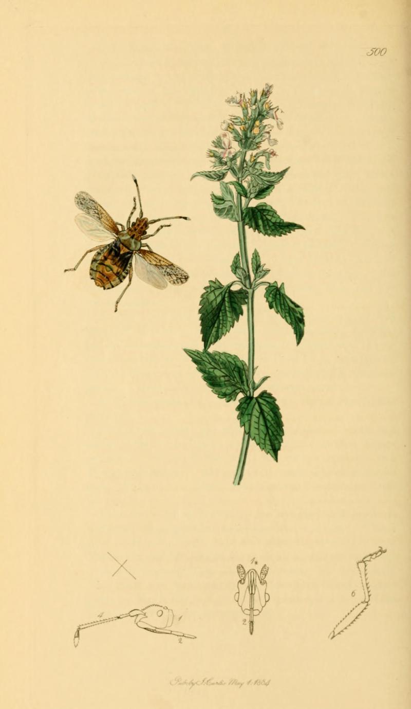 British Entomology Volume 7 (John Curtis) Plate 500