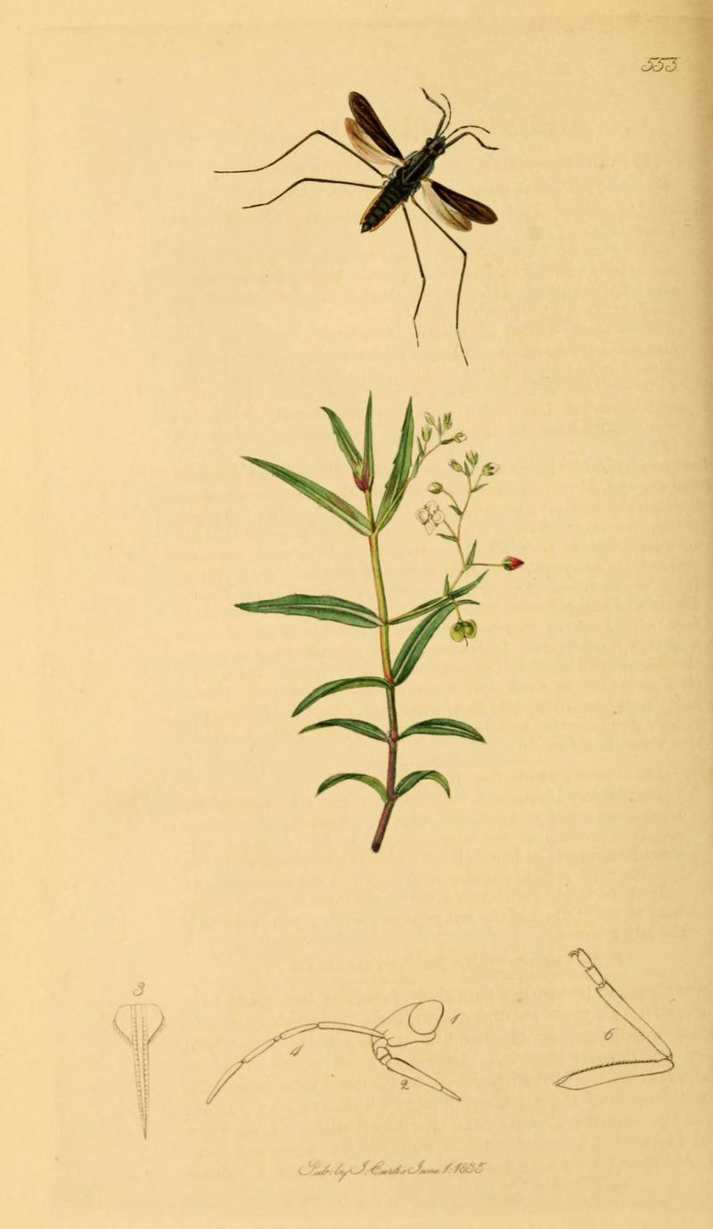 British Entomology Volume 7 (John Curtis) Plate 553