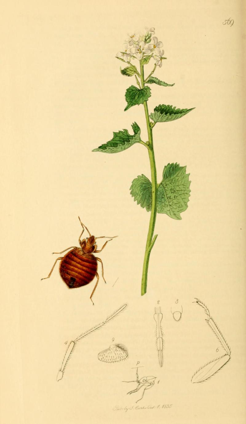 British Entomology Volume 7 (John Curtis) Plate 569