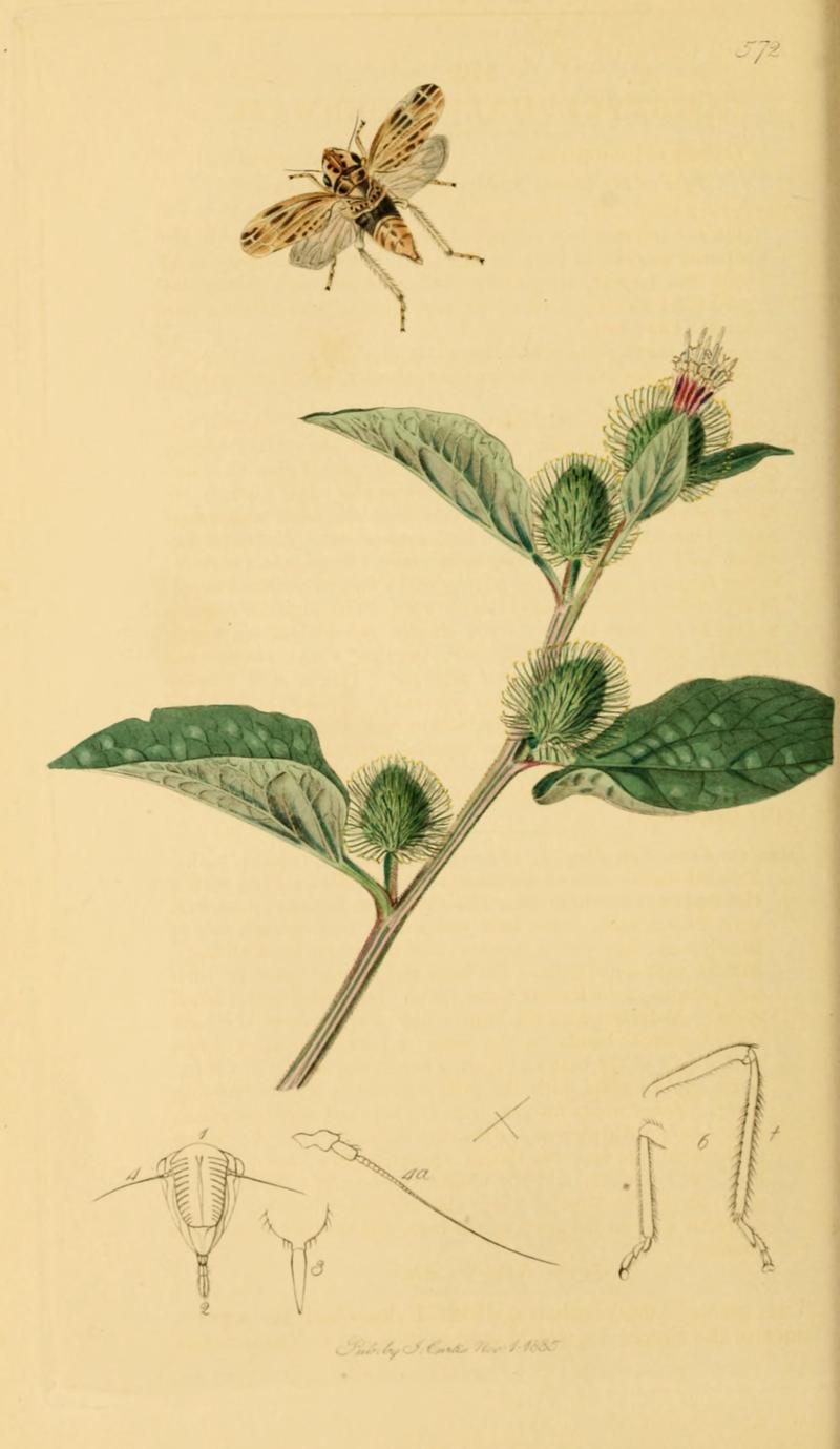 British Entomology Volume 7 (John Curtis) Plate 572