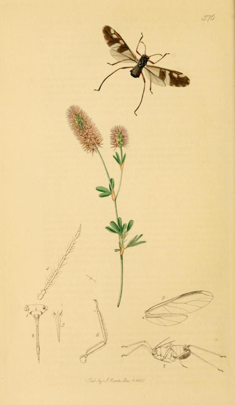 British Entomology Volume 7 (John Curtis) Plate 576