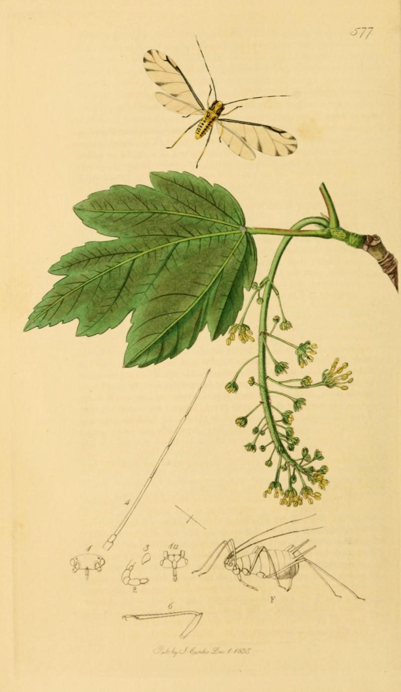 British Entomology Volume 7 (John Curtis) Plate 577