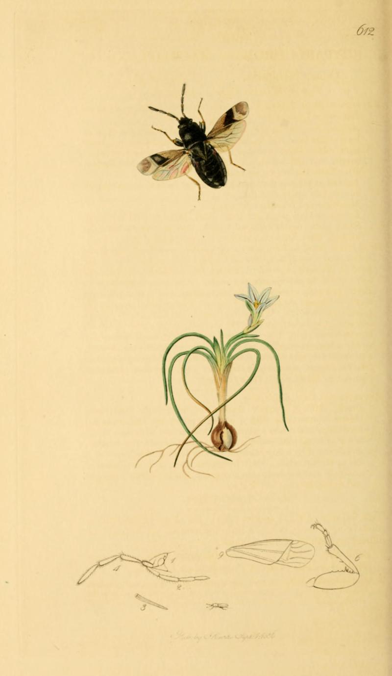 British Entomology Volume 7 (John Curtis) Plate 612