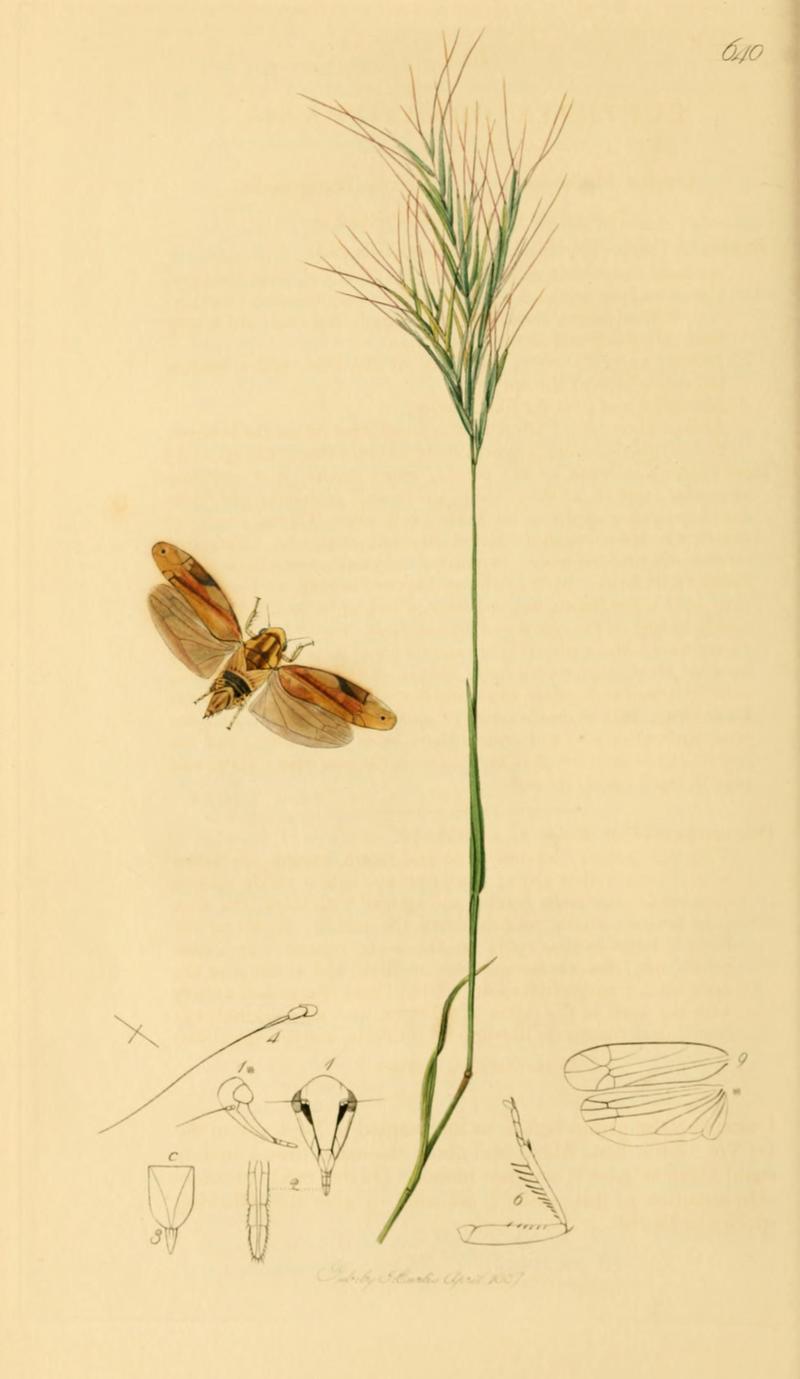 British Entomology Volume 7 (John Curtis) Plate 640