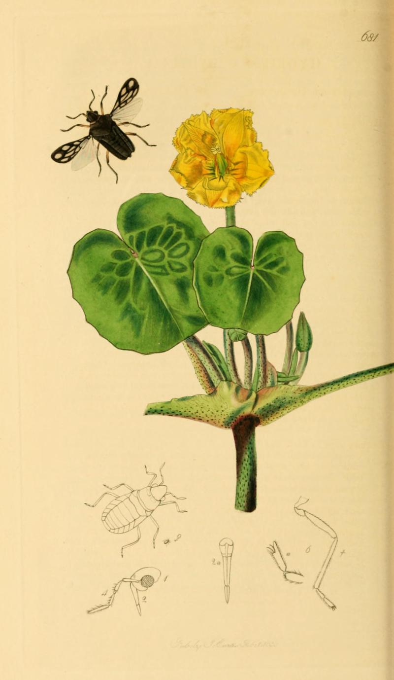 British Entomology Volume 7 (John Curtis) Plate 681