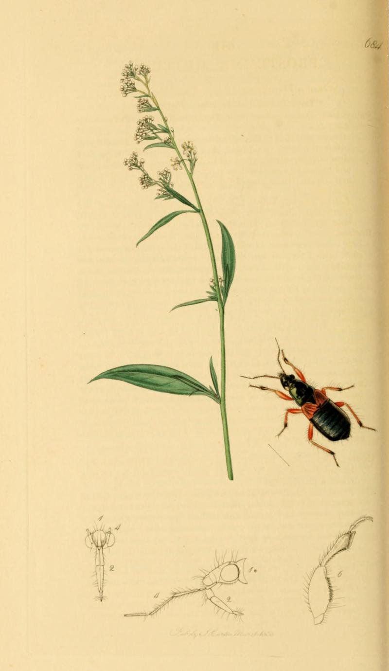 British Entomology Volume 7 (John Curtis) Plate 684