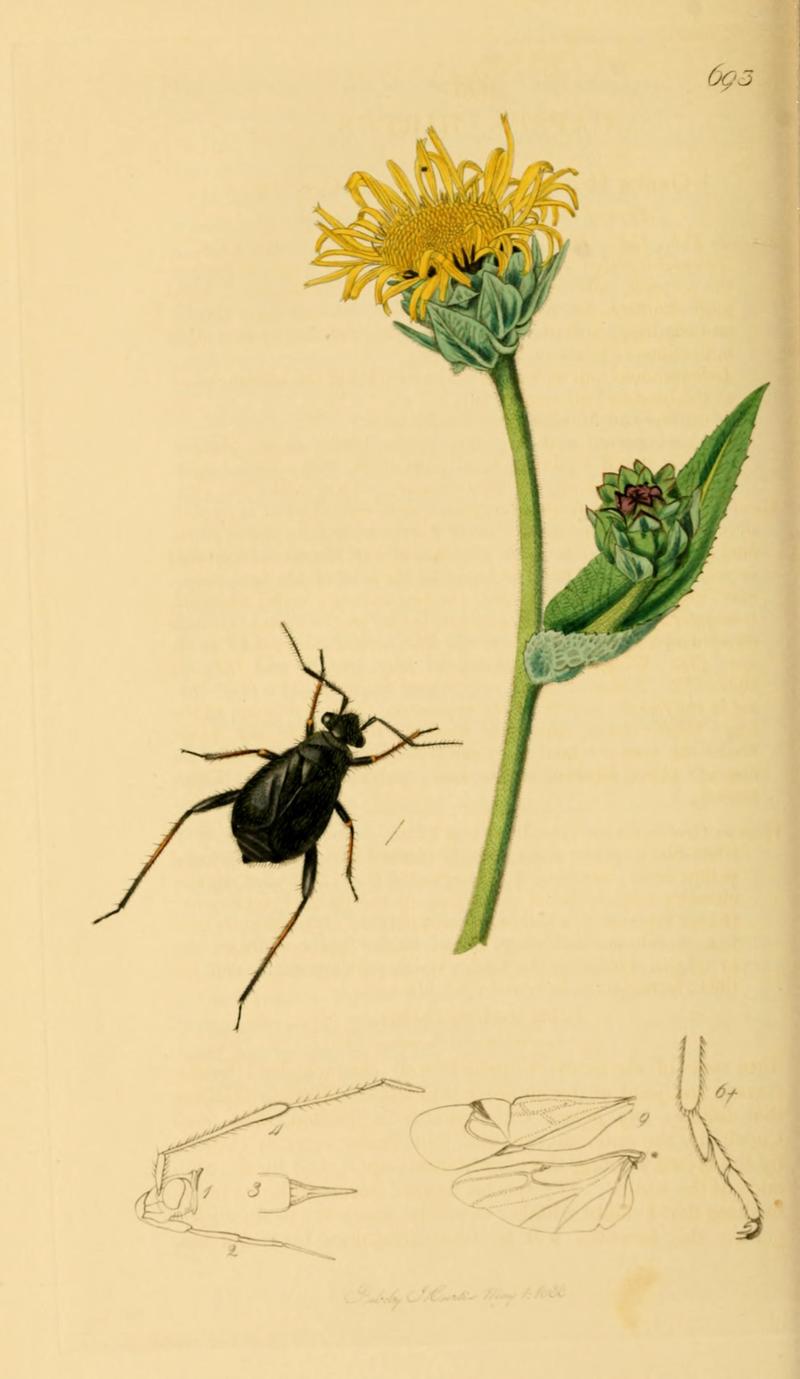 British Entomology Volume 7 (John Curtis) Plate 693