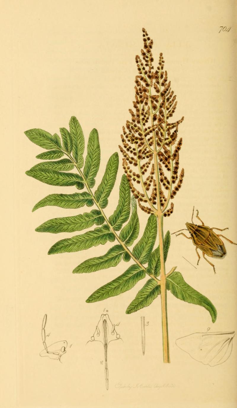 British Entomology Volume 7 (John Curtis) Plate 704