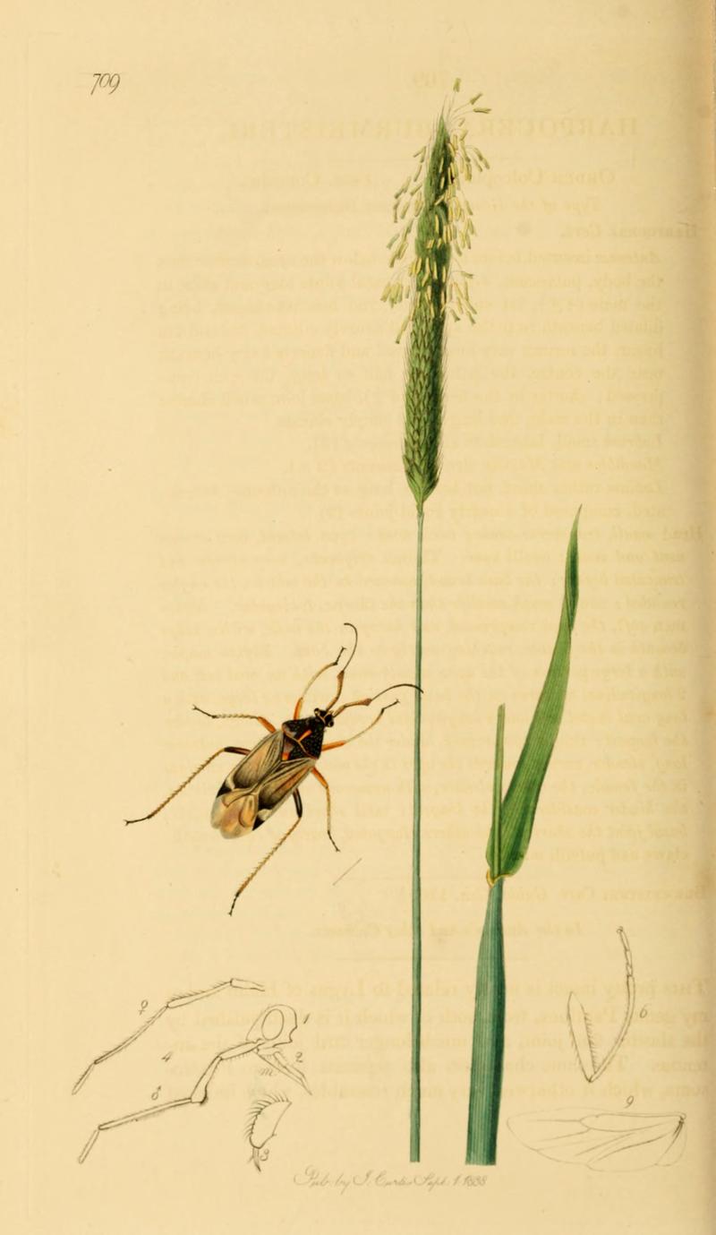 British Entomology Volume 7 (John Curtis) Plate 709