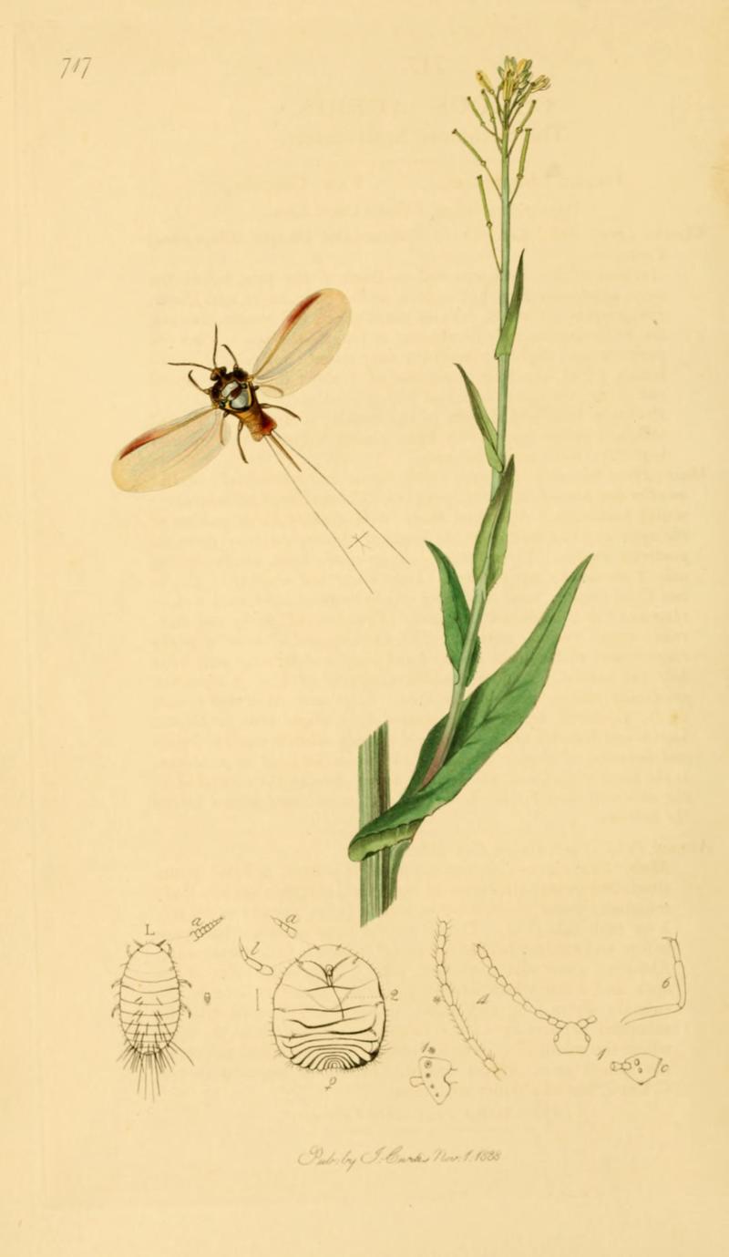 British Entomology Volume 7 (John Curtis) Plate 717