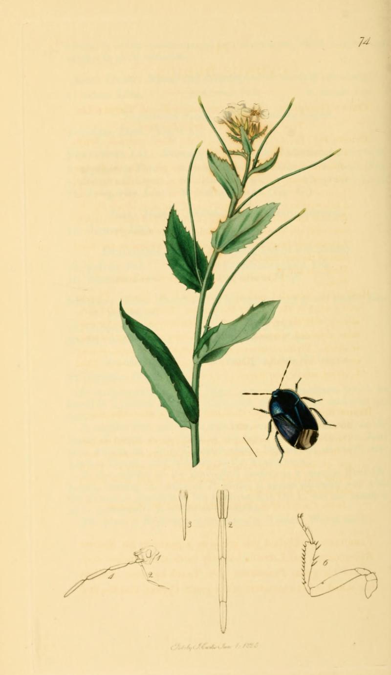 British Entomology Volume 7 (John Curtis) Plate 74