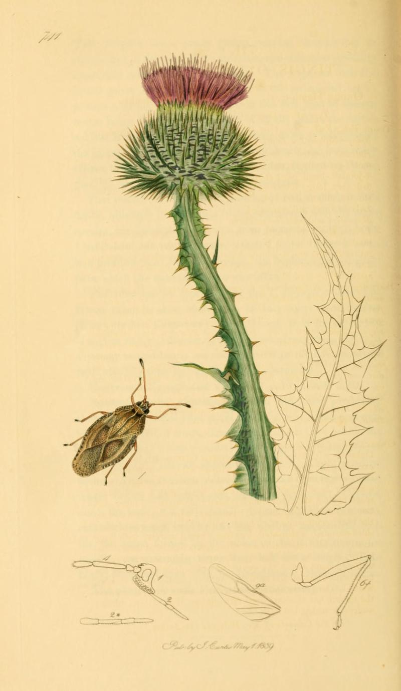 British Entomology Volume 7 (John Curtis) Plate 741