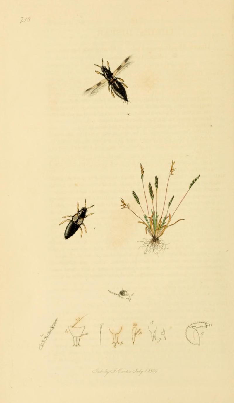 British Entomology Volume 7 (John Curtis) Plate 748