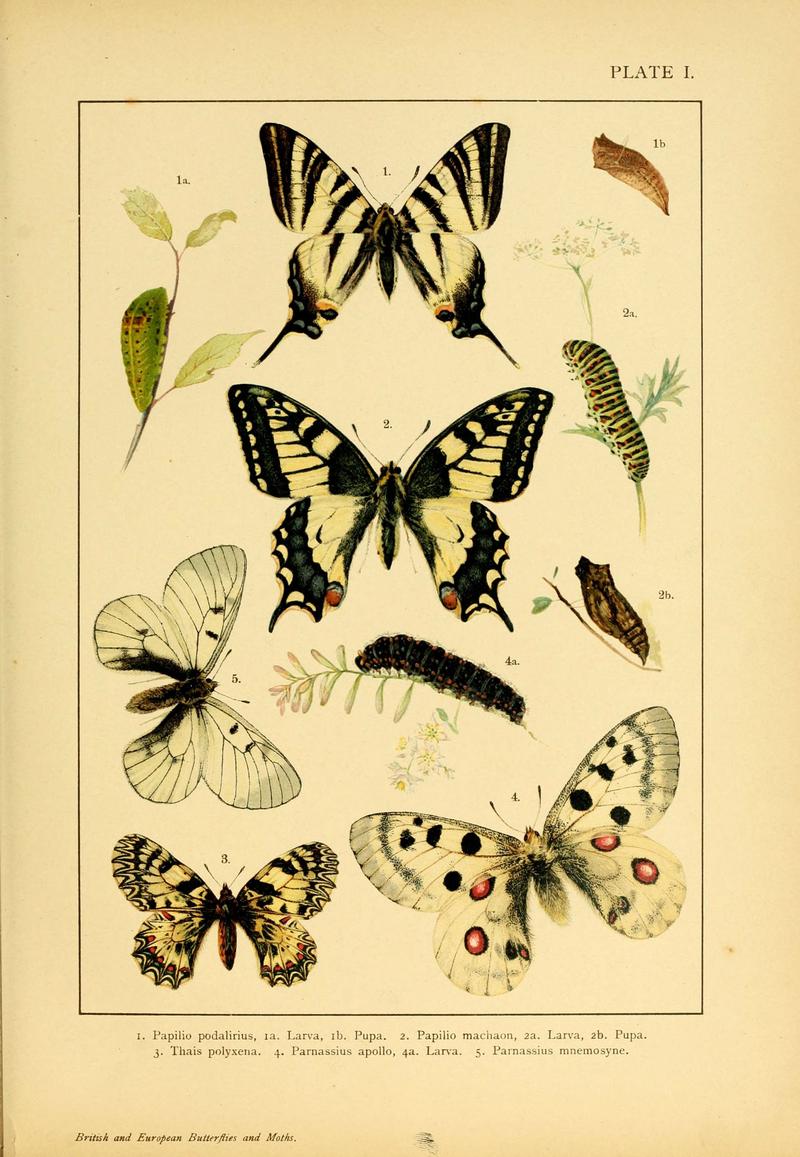 British and European butterflies and moths (Macrolepidoptera) (Plate I) (6466285995)