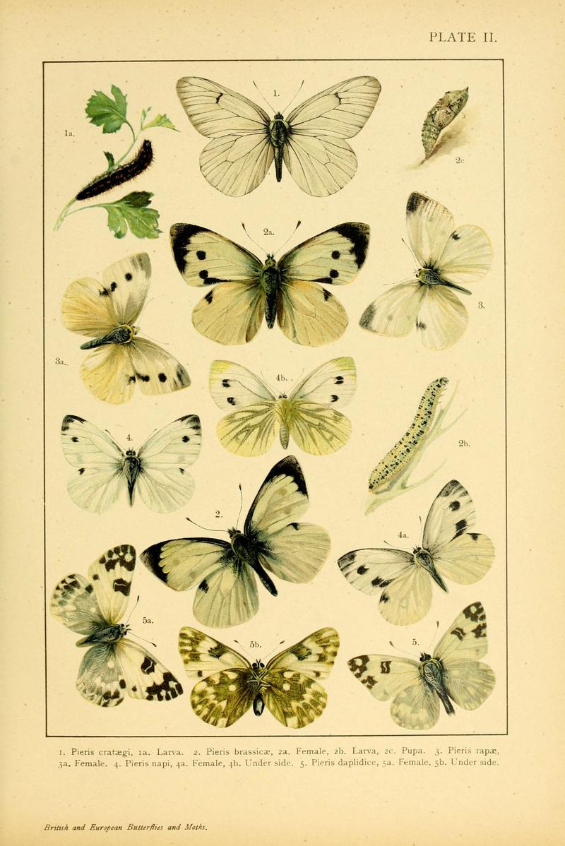 British and European butterflies and moths (Macrolepidoptera) (Plate II) (6466286957)