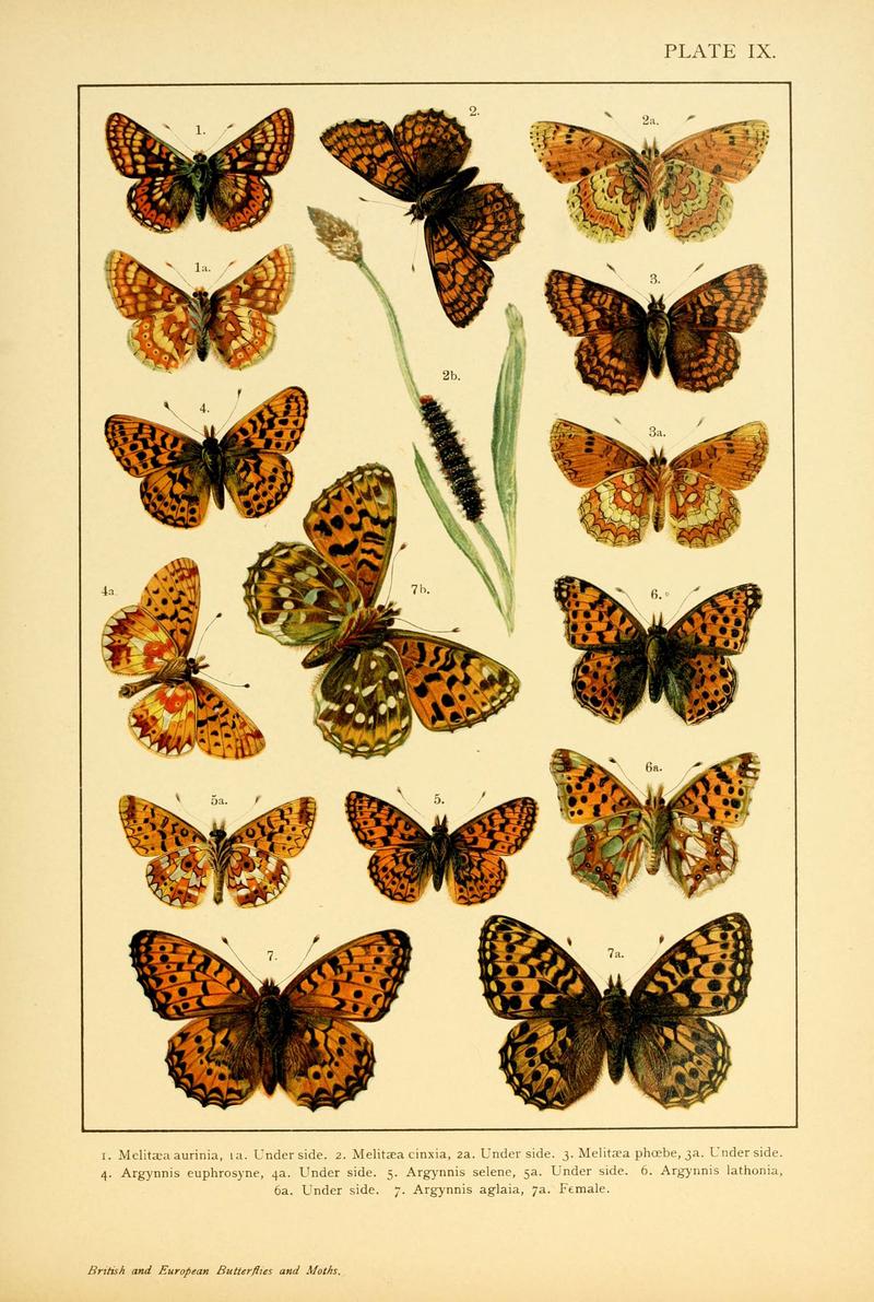 British and European butterflies and moths (Macrolepidoptera) (Plate IX) (6466291677)