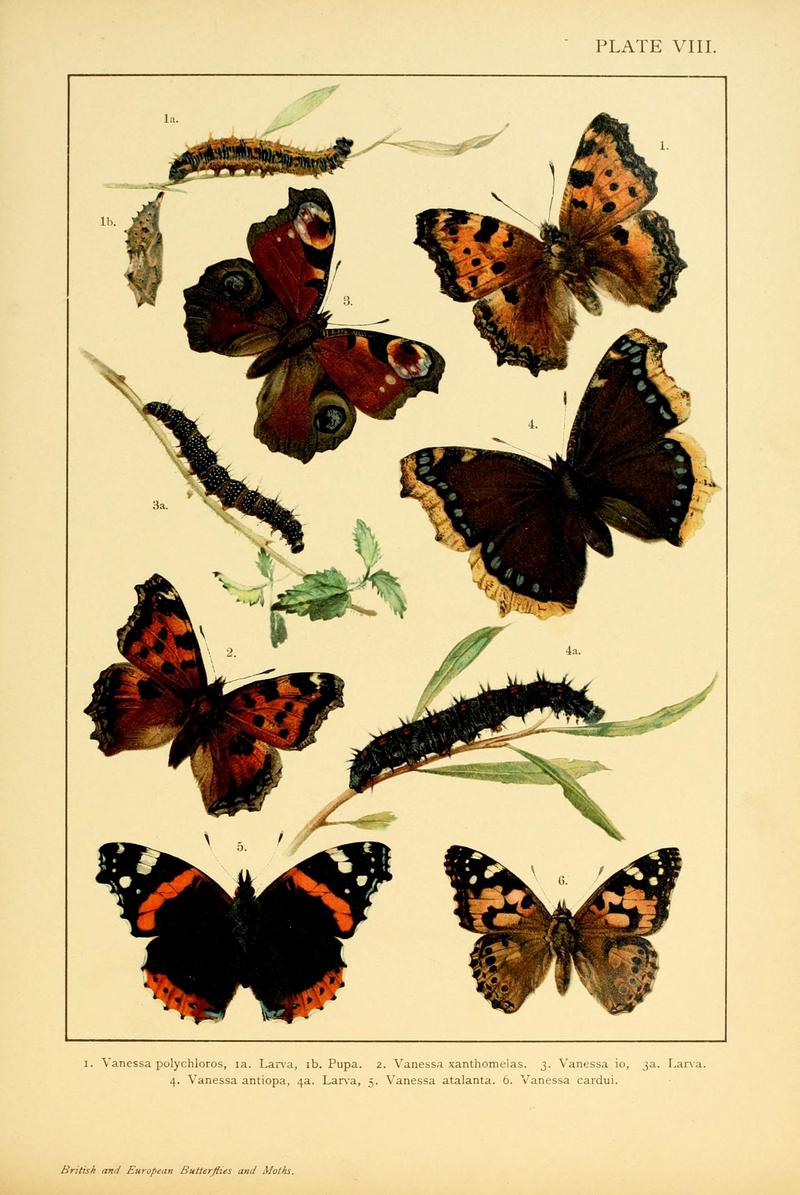 British and European butterflies and moths (Macrolepidoptera) (Plate VIII) (6466291101)