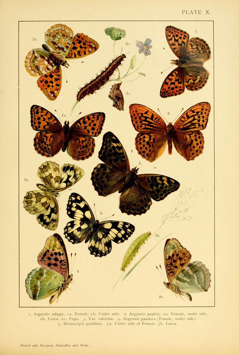 British and European butterflies and moths (Macrolepidoptera) (Plate X) (6466292277)