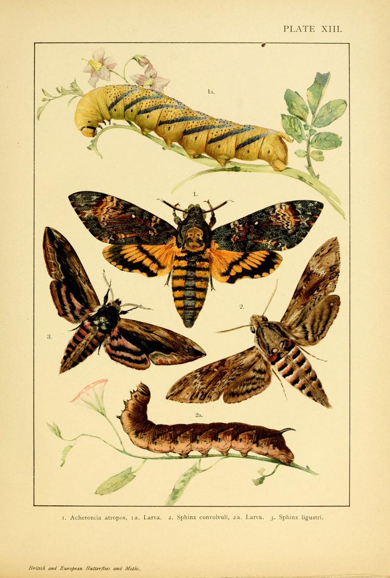 British and European butterflies and moths (Macrolepidoptera) (Plate XIII) (6466294171)