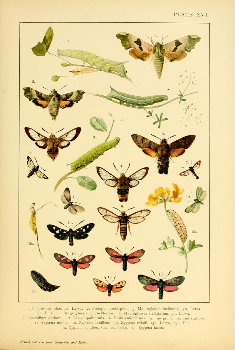 British and European butterflies and moths (Macrolepidoptera) (Plate XVI) (6466295869)