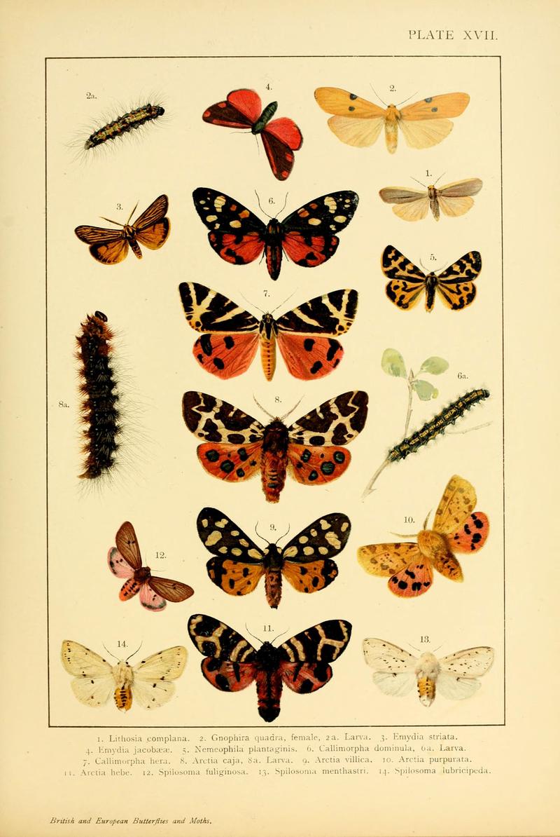 British and European butterflies and moths (Macrolepidoptera) (Plate XVII) (6466296487)