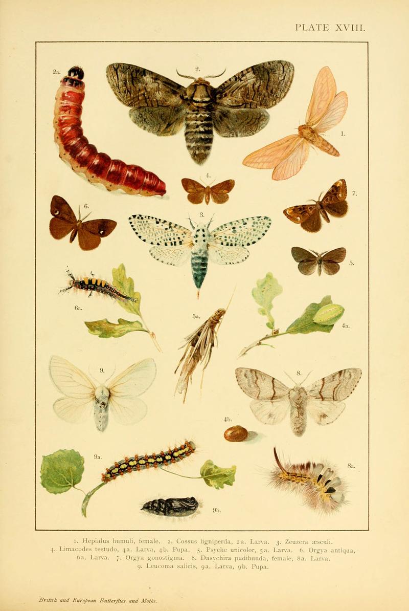 British and European butterflies and moths (Macrolepidoptera) (Plate XVIII) (6466297119)
