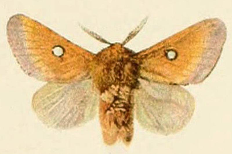 British and European butterflies and moths (Macrolepidoptera) (Plate XX) (6466298039) Eriogaster catax