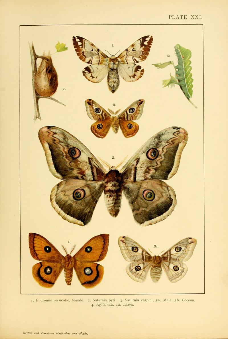 British and European butterflies and moths (Macrolepidoptera) (Plate XXI) (6466298629)