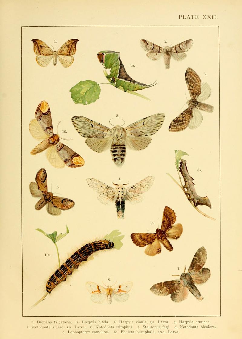 British and European butterflies and moths (Macrolepidoptera) (Plate XXII) (6466299089)