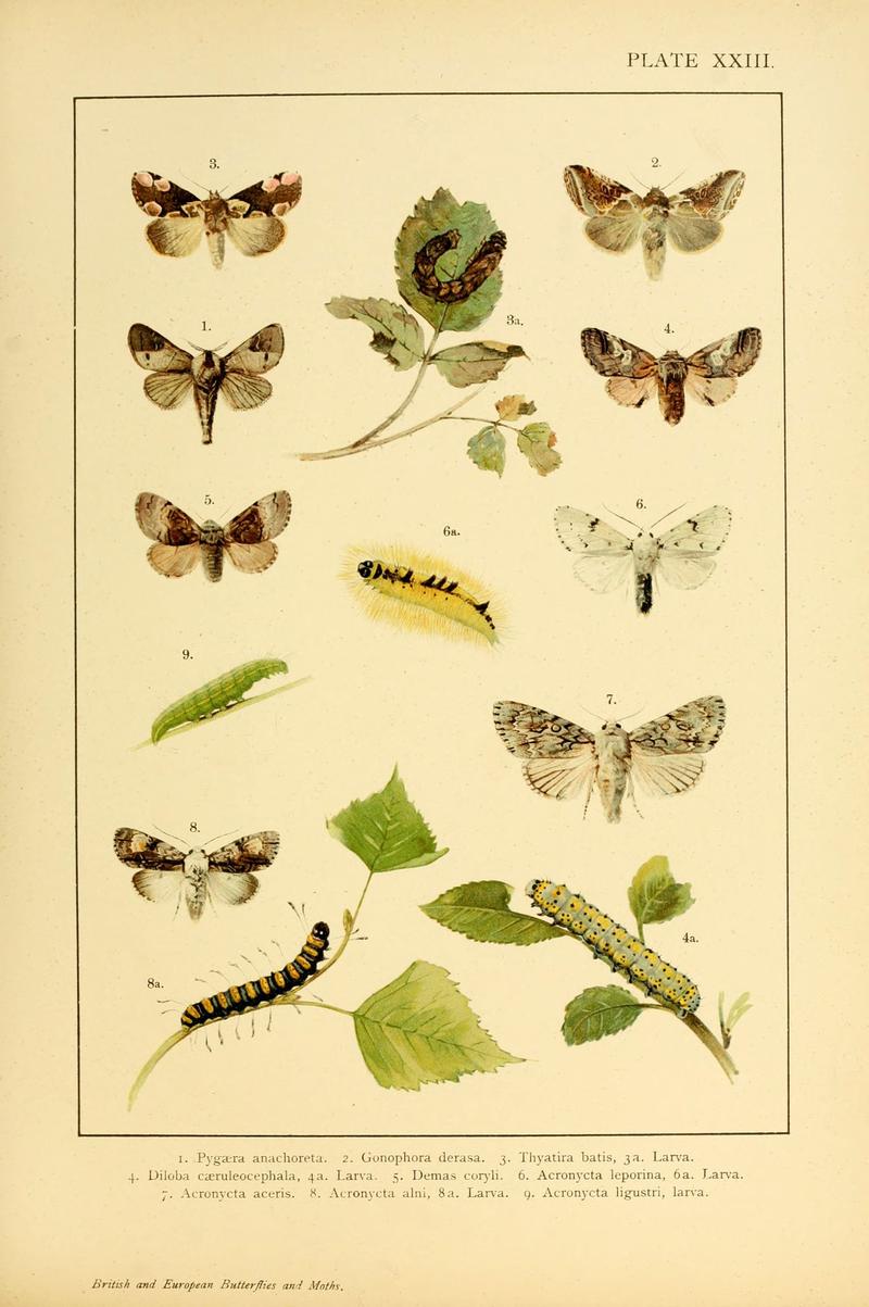 British and European butterflies and moths (Macrolepidoptera) (Plate XXIII) (6466299773)
