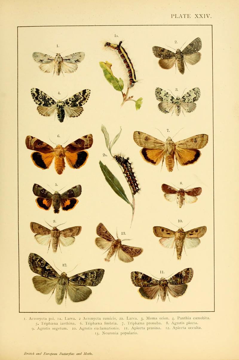 British and European butterflies and moths (Macrolepidoptera) (Plate XXIV) (6466300391)