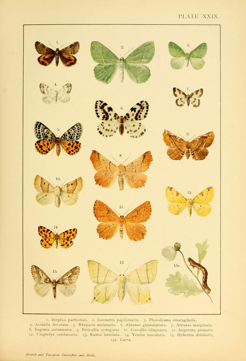 British and European butterflies and moths (Macrolepidoptera) (Plate XXIX) (6466302899)
